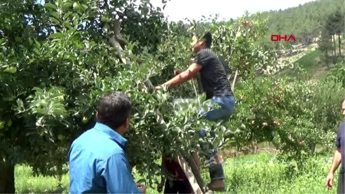 Gaziantep islahiye\'de elma hasadı başladı