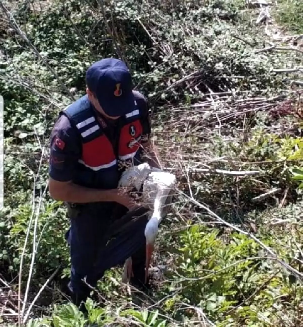 Jandarmanın bulduğu yaralı leylek tedavi edildi