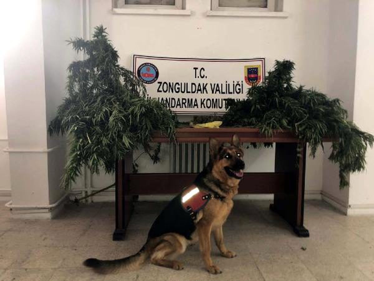 Kenevirleri sularken yakalandı