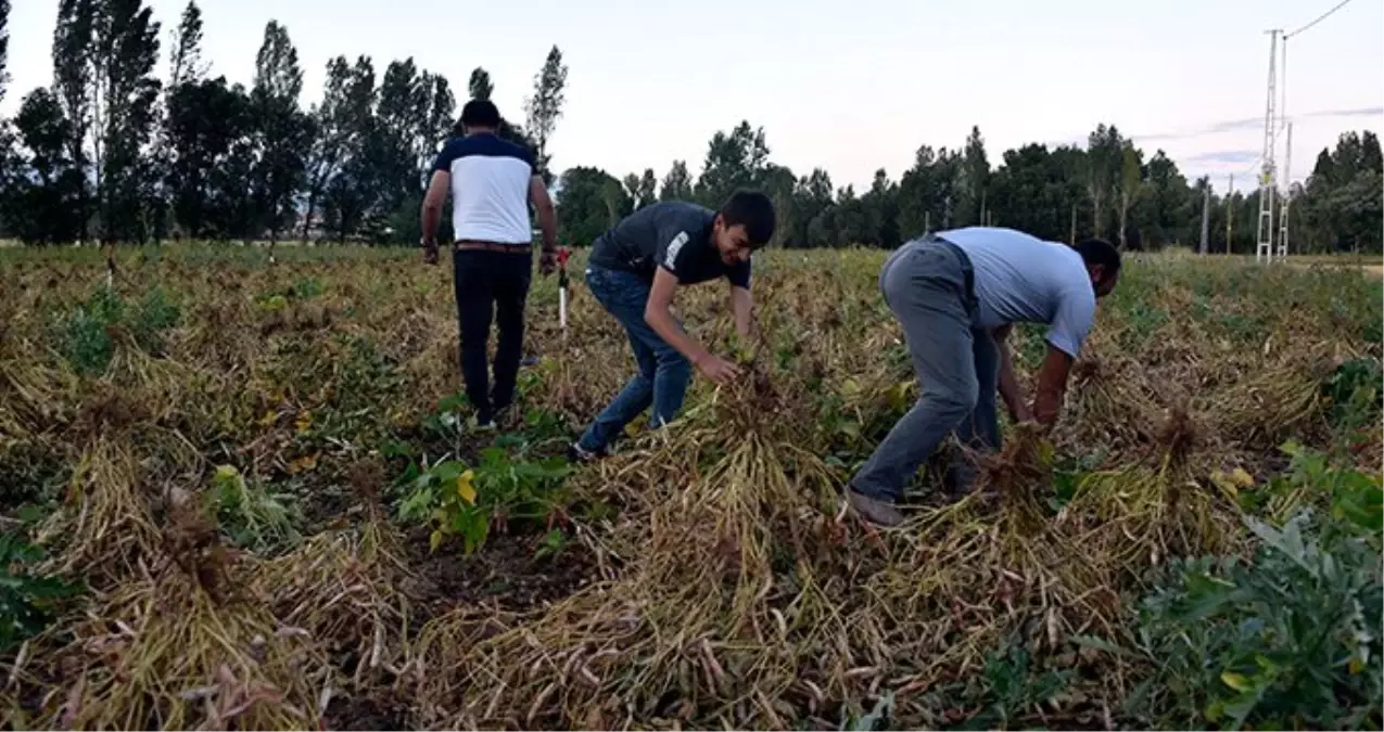 Köse fasulyesi daha tarladayken alıcı buluyor