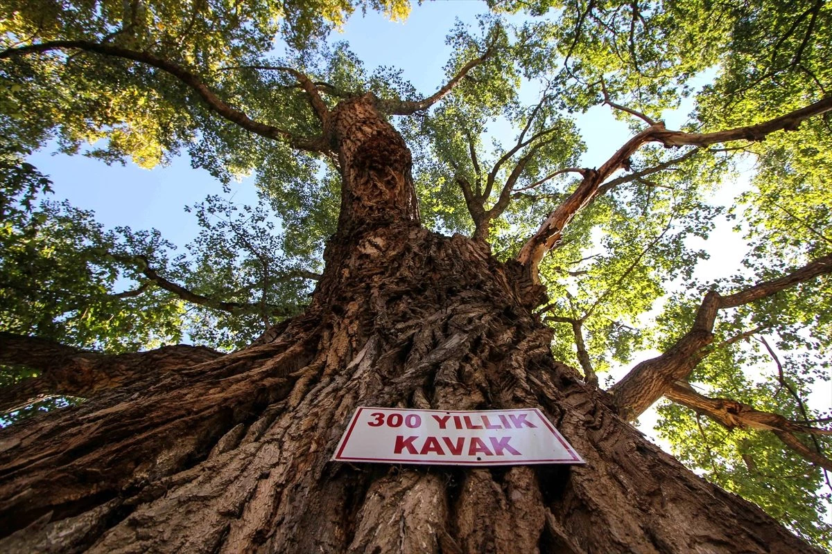 "Osmanlı\'nın beşiği"ndeki anıt ağaçlara özel bakım