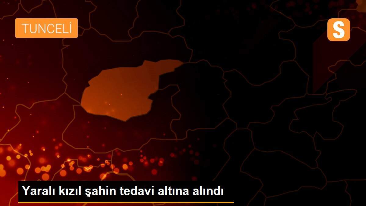 Yaralı kızıl şahin tedavi altına alındı