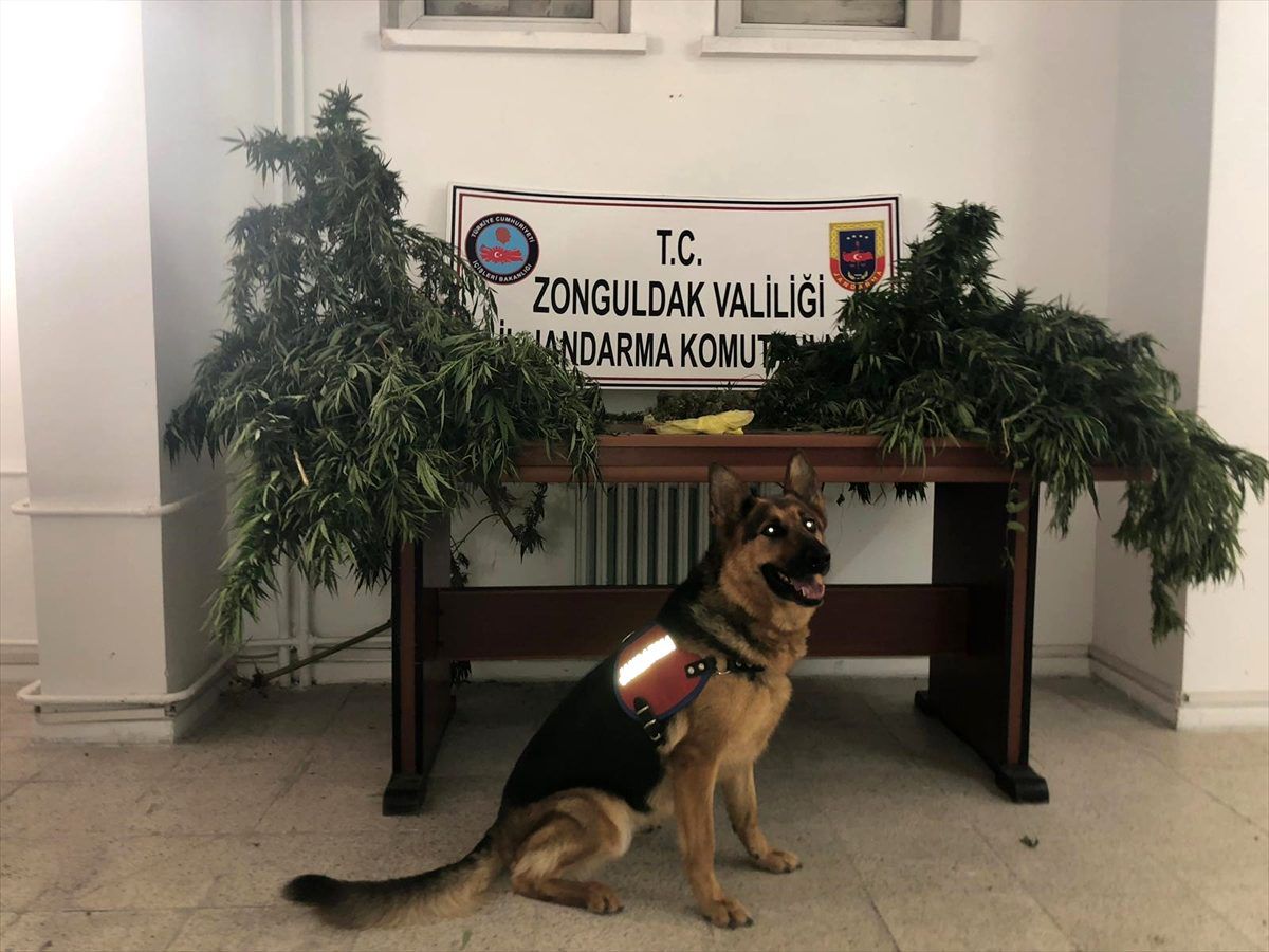 Zonguldak\'ta uyuşturucu operasyonu