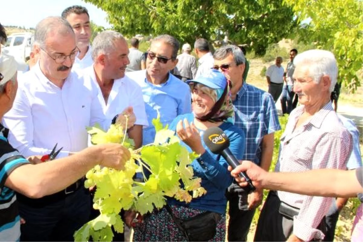 1400 metrede üzüm hasadı