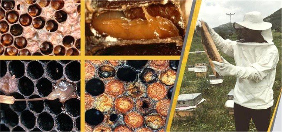 Arıcılar Amerikan yavru çürüklüğü hastalığına karşı uyarıldı