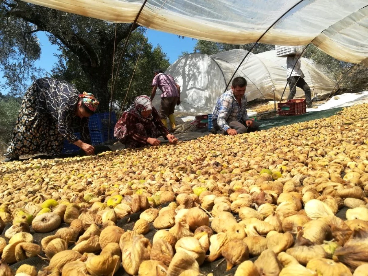 Aydın\'da incir üreticisi alıcı çıkmamasından dolayı dertli