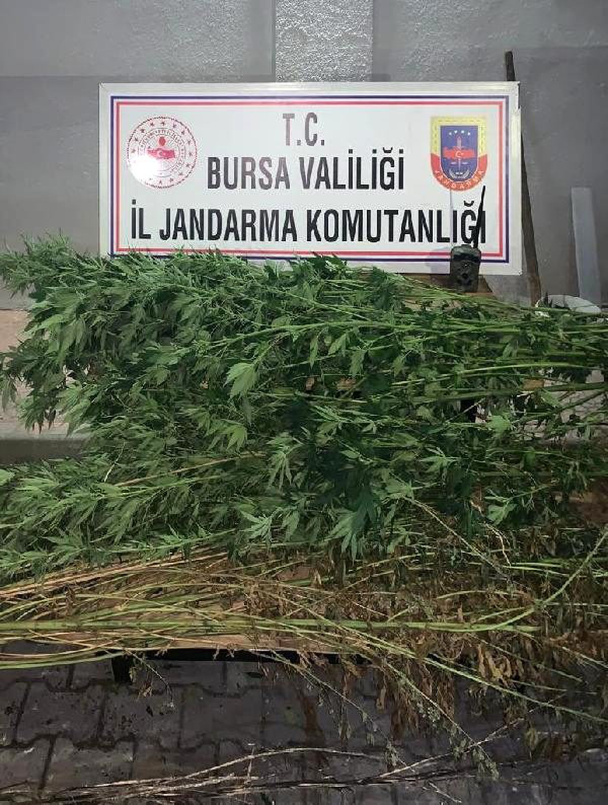 Bursa\'da 48 kök kenevir ele geçirildi: 2 gözaltı