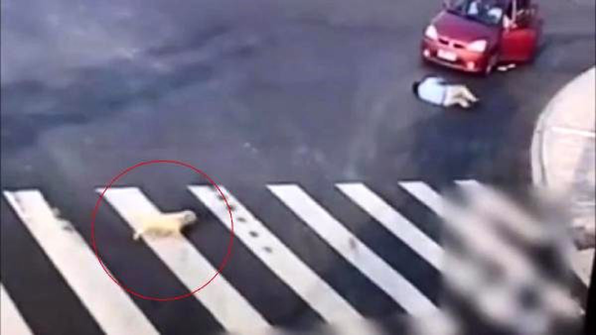 Çin\'de köpekten yayalara \'trafik dersi\'