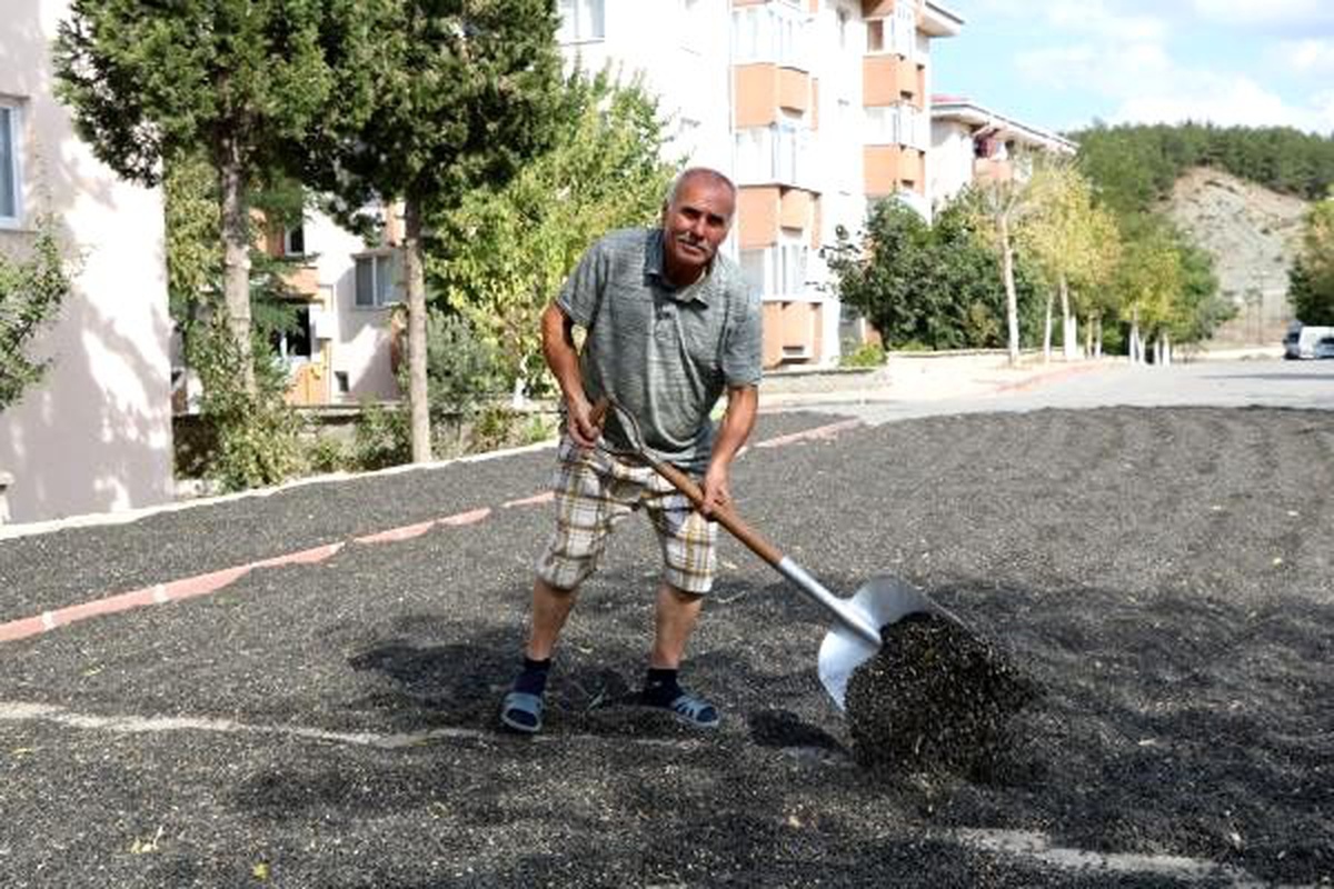 Domuz korkusuyla erken hasat yaptı, ay çekirdeğini yola sermek zorunda kaldı