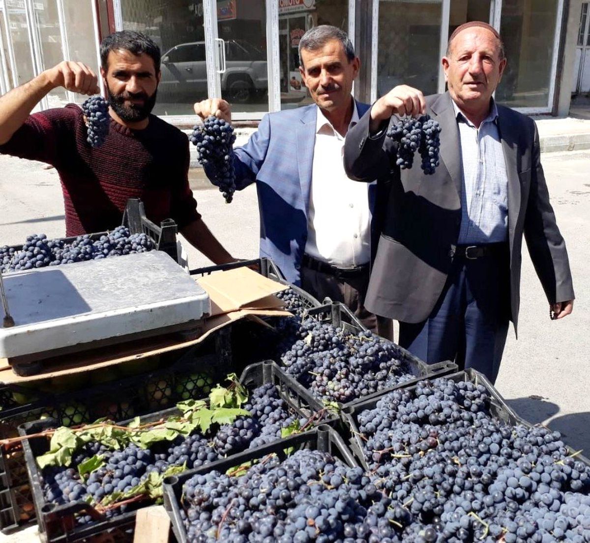 Erciş\'in 3 bin yıllık endemik üzümü piyasaya çıktı