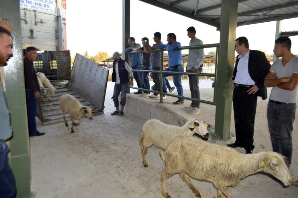 Genç çiftçilere 250 koyun hibe edildi