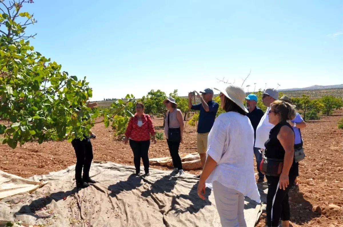 İlk kez Antep fıstığı topladılar
