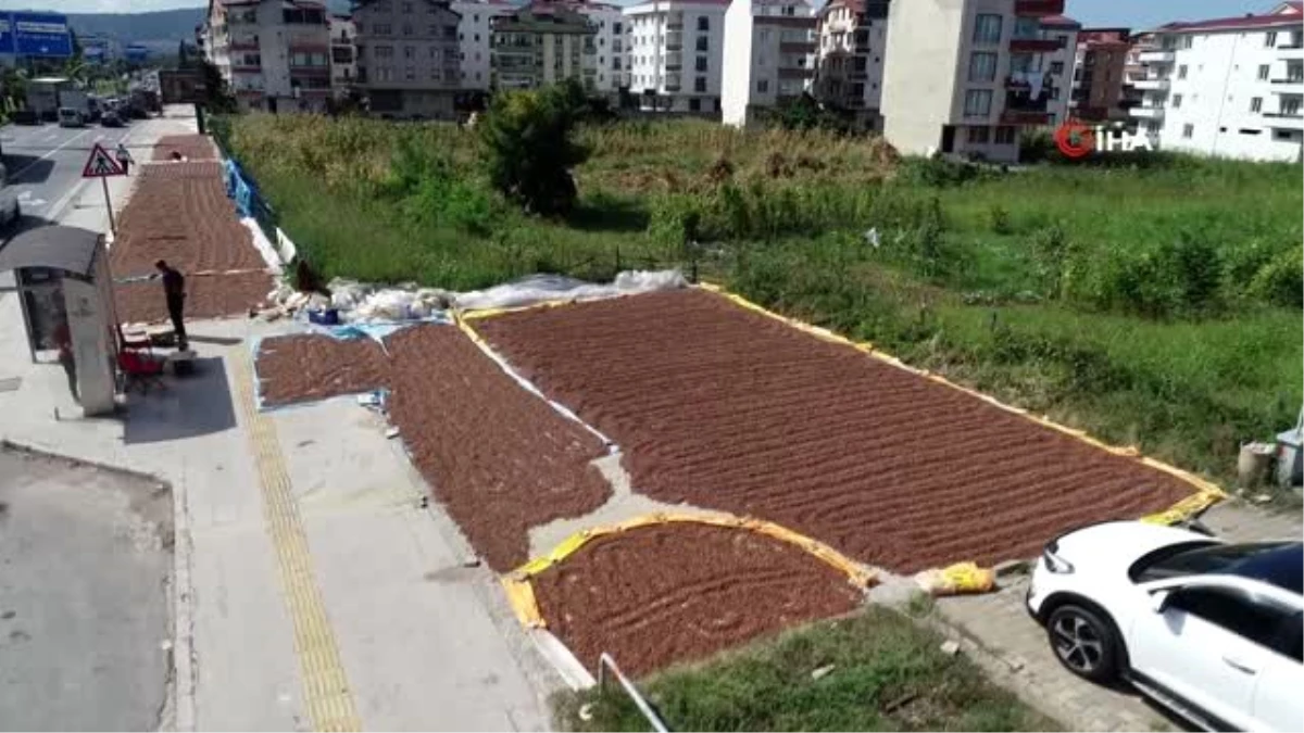 Karadeniz sahil yolu fındık harmanı oldu...Kurumaya bırakılan fındık sergileri havadan görüntülendi