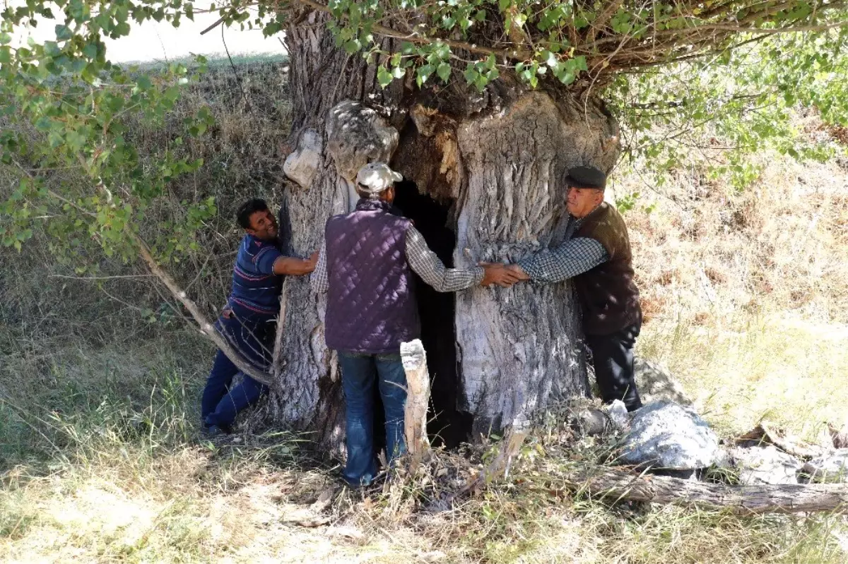 Kavak ağacının kovuğuna 5 kişi sığdı