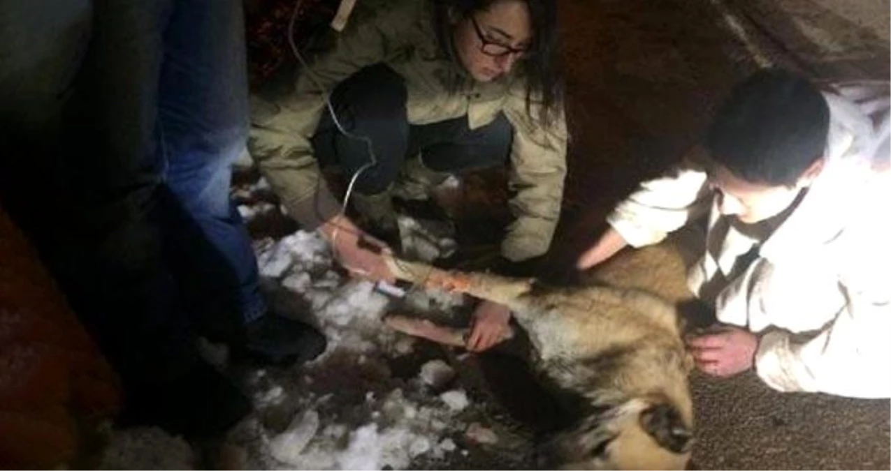 Kedi ve köpekleri zehirleyen doktora 5 yıl hapis cezası verildi