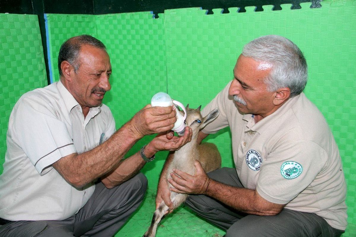 Mahsur kalan yavru dağ keçisi kurtarıldı