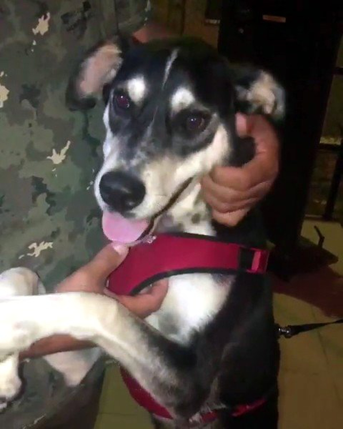 (Özel) Köpeği tekmeleyen adam gözaltına alındı