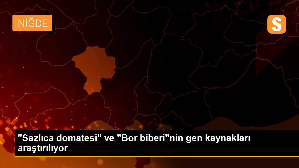 "Sazlıca domatesi" ve "Bor biberi"nin gen kaynakları araştırılıyor