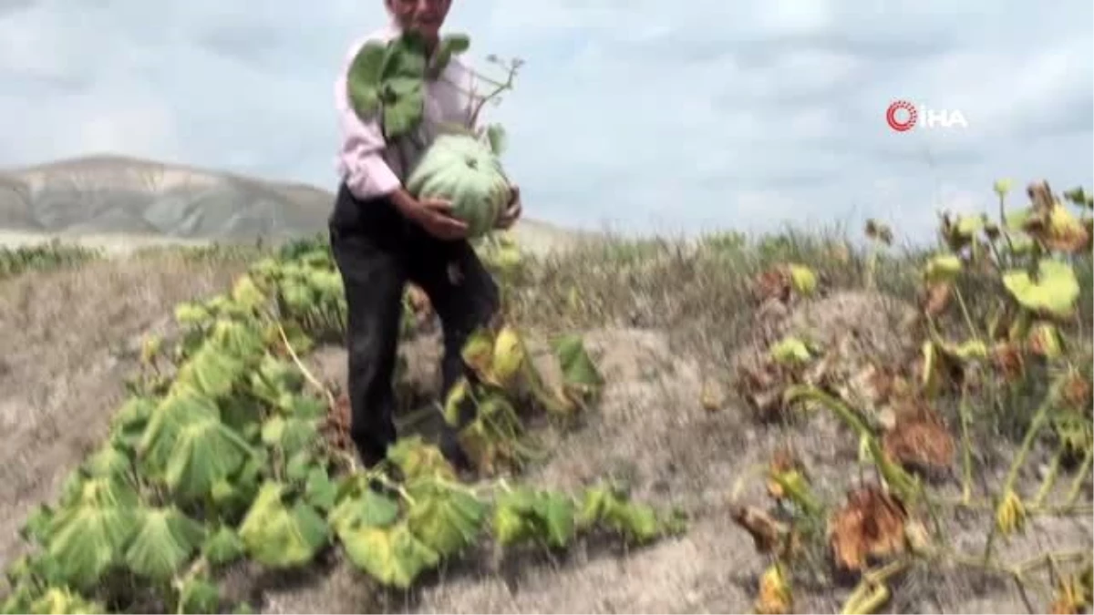 Su ve gübre kullanmadan kıraç toprakta ürün yetiştiriyor, görenler hayrete düşüyor