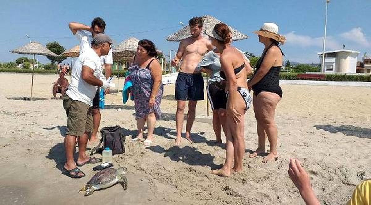 Telef olmuş iki yeşil deniz kaplumbağası sahile vurdu