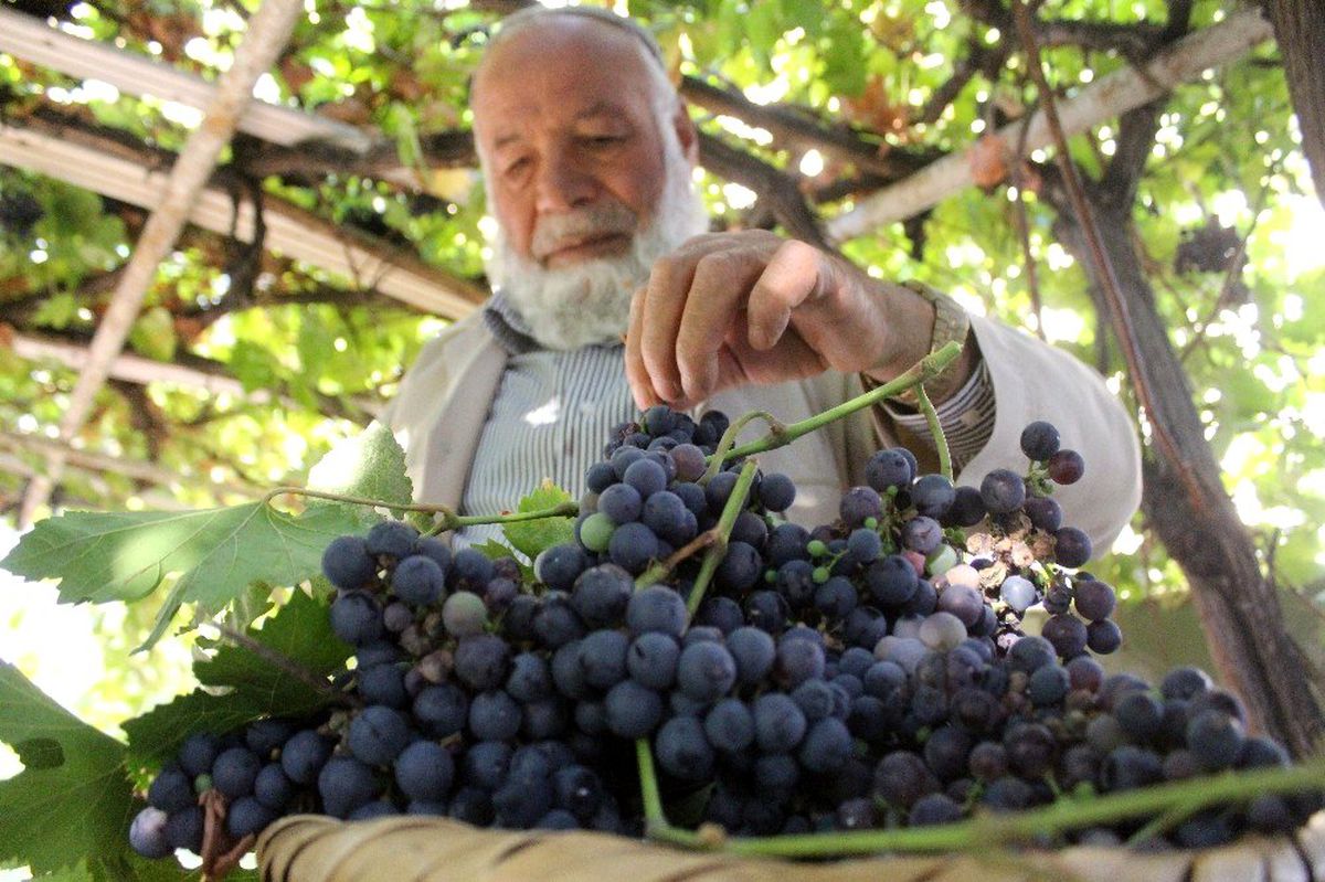 Van\'ın yerli üzümlerinde hasat zamanı