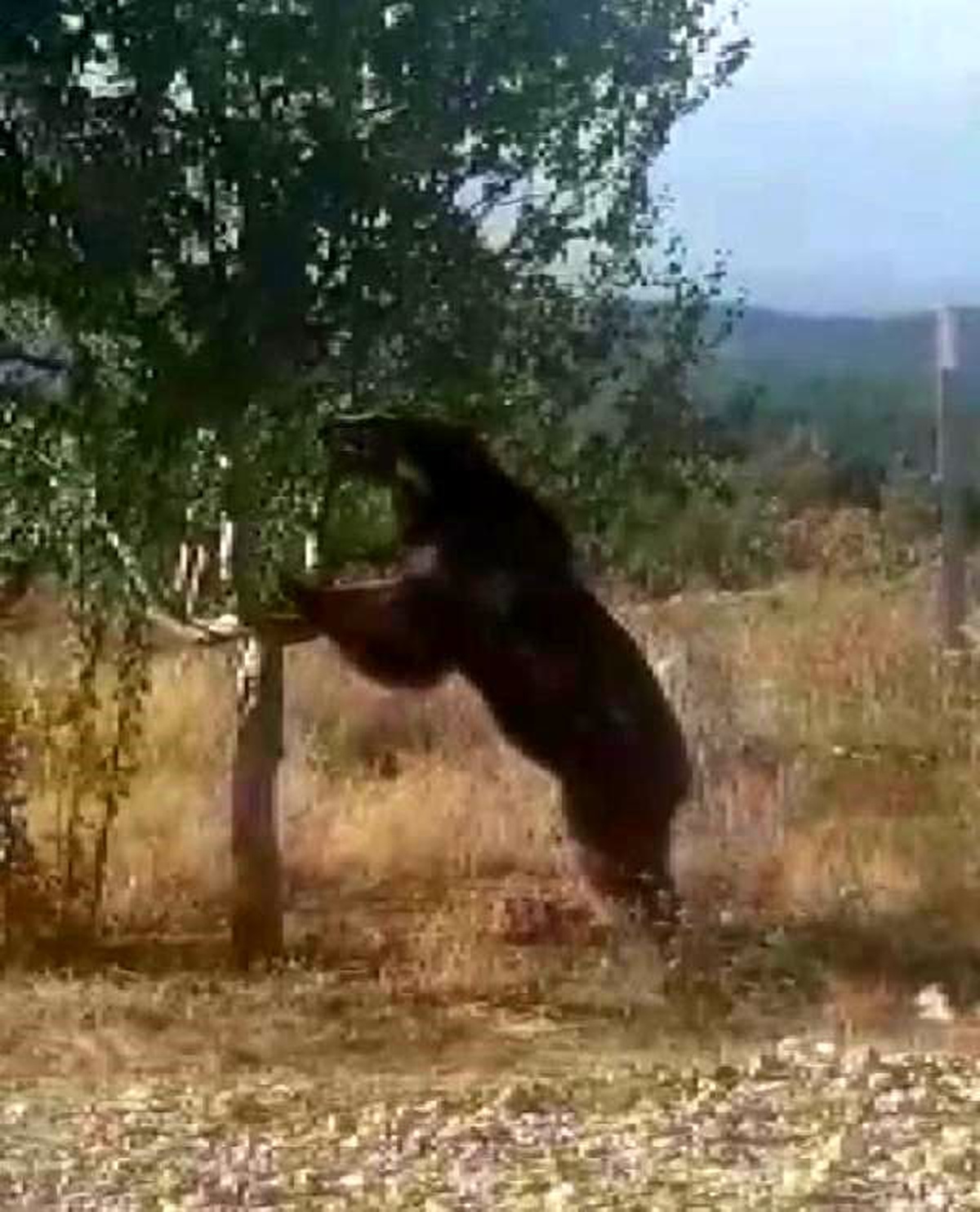 Yangın gözetleme kulesi bahçesine gelen ayı, elmaları yedi