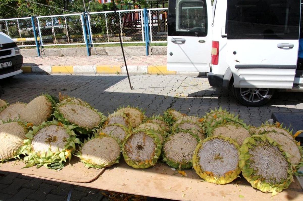 Yarenlik çekirdeği pazarda yerini aldı