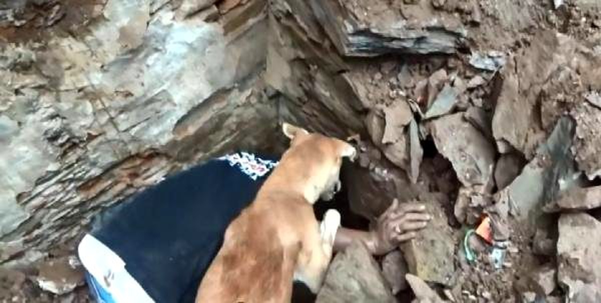 Yavrular için anne köpek ve görevliler seferber oldu
