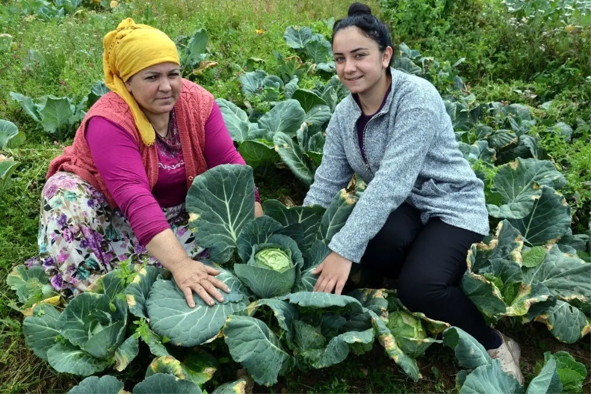 2 bin rakımlı yaylada beyaz lahana hasadı başladı