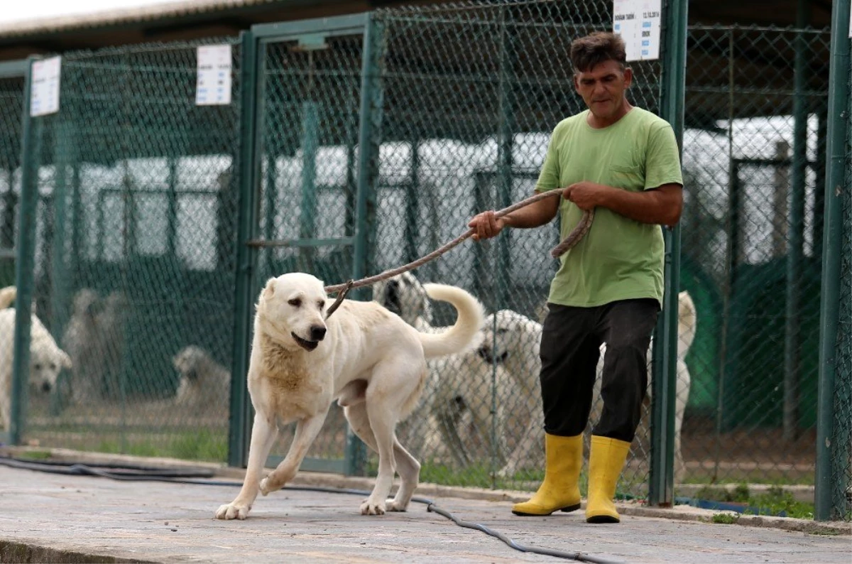 Akbaş köpeklerin yavrularıyla duygusal buluşması