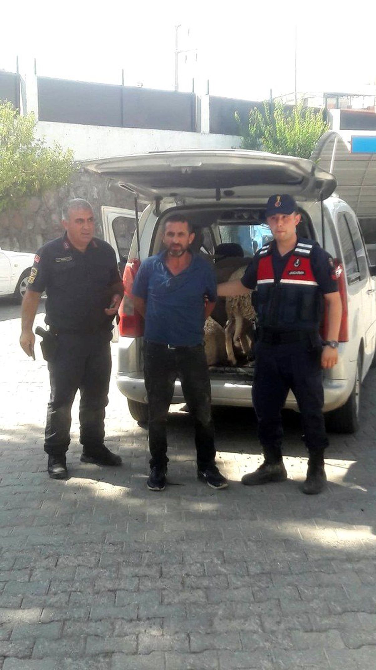 Araç bagajında koyun hırsızlığı