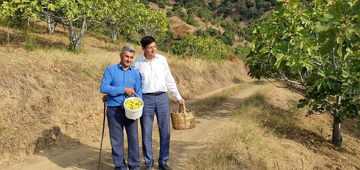 Başkan Özcan üreticiyle birlikte incir hasat etti