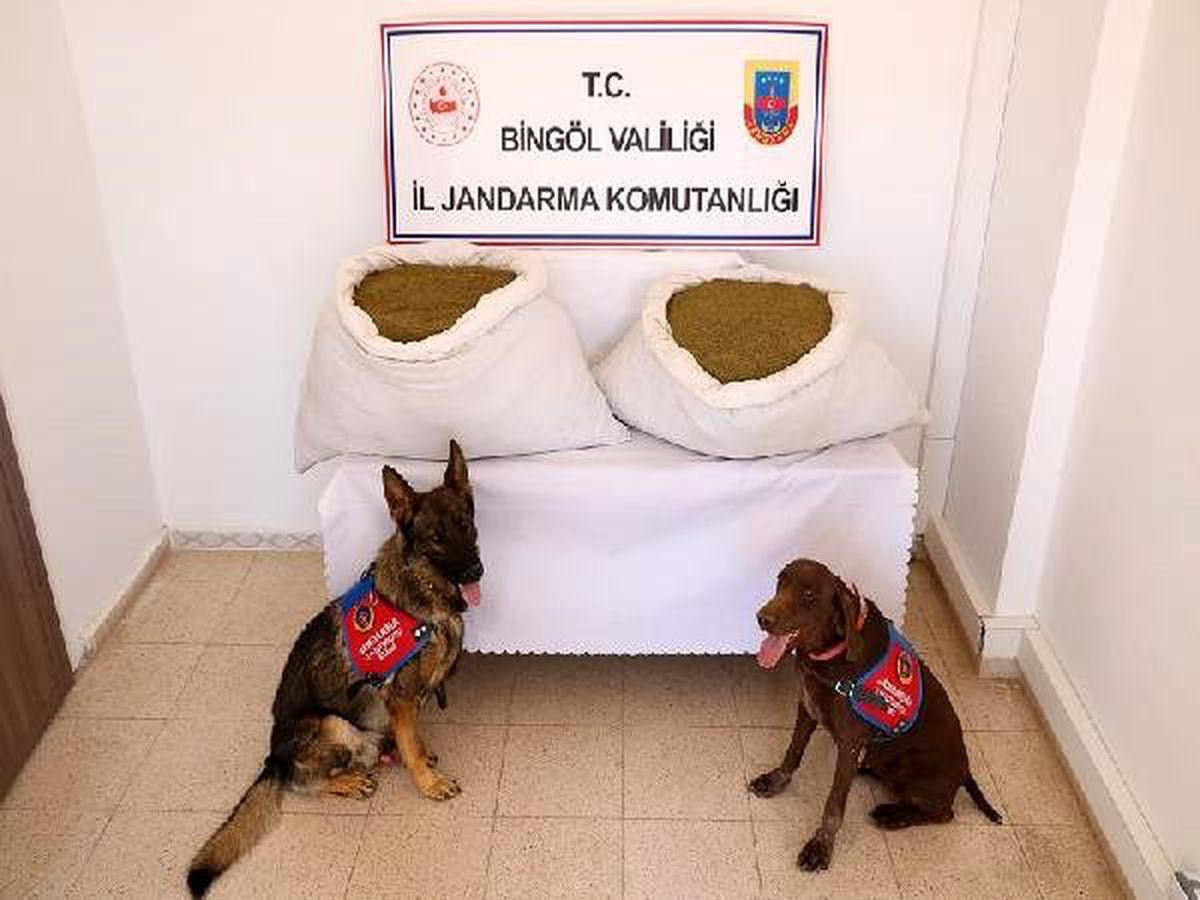 Bingöl\'de 2 ton 700 kilo esrar ele geçirildi