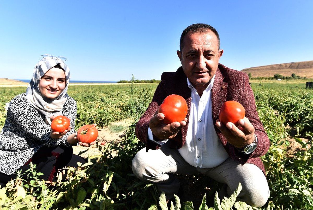 Domates mutlu ediyor