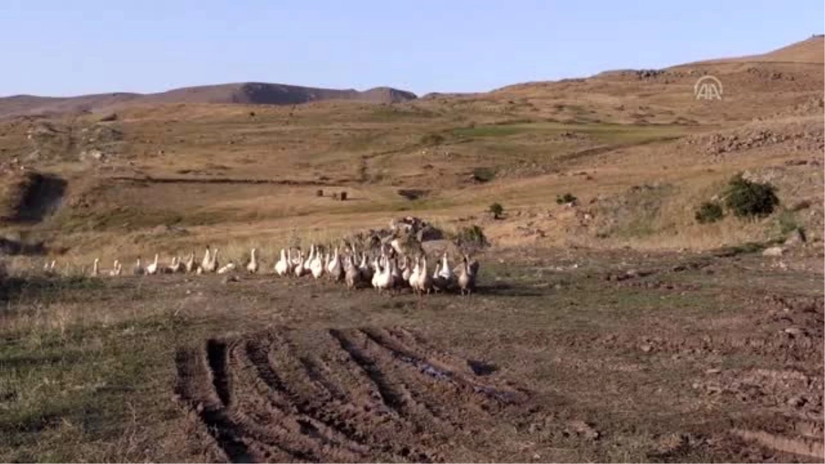 Emekli öğretmen kaz çiftliği kurdu