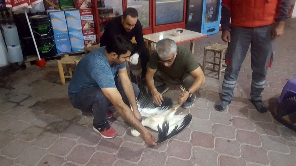 Iğdır\'da arazide bulunan leylek, görevlilere teslim edildi