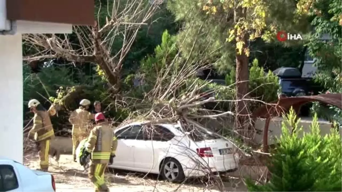 Kadıköy\'de facianın eşiğinden dönüldü...Site içerindeki ağaç otomobilin üzerine devrildi