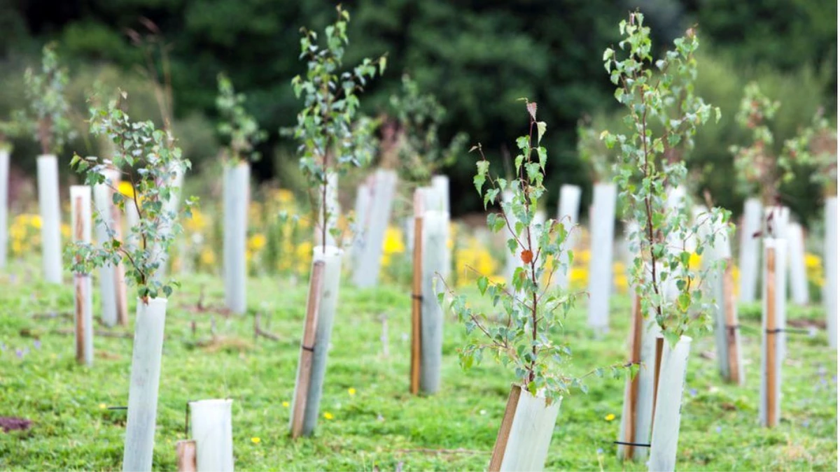 Küresel iklim krizine karşı İtalya\'da \'Her İtalyan için bir ağaç\' kampanyası: 60 milyon ağaç...
