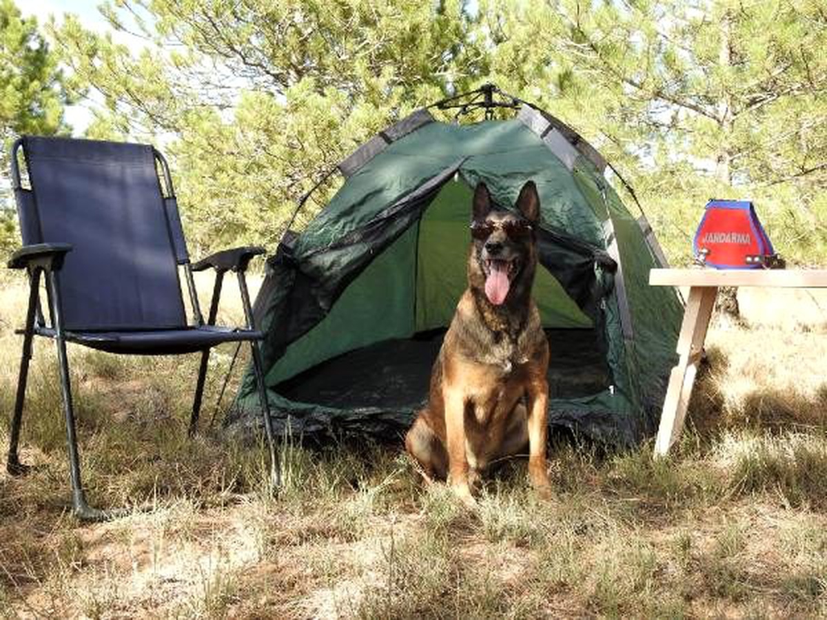Narkotik köpeği \'cimri\'ye sosisli emeklilik kutlaması