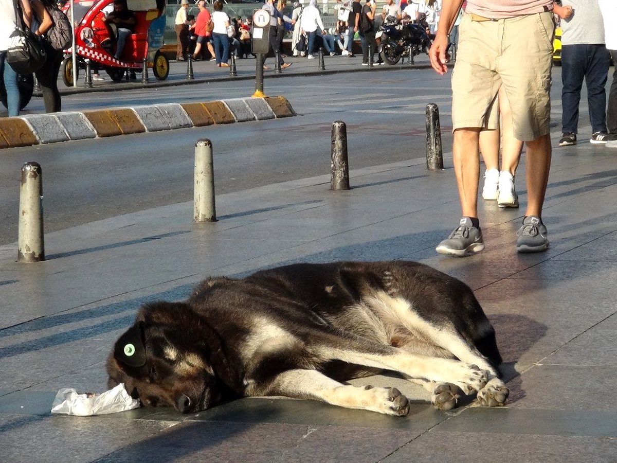 (Özel) Taksim\'de turist kadın sevdiği köpek tarafından ısırıldı