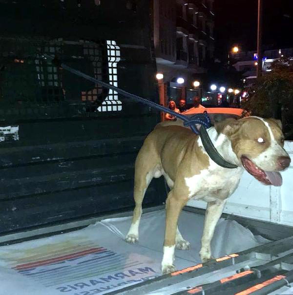 Pitbull, saldırdığı süs köpeğini öldürdü