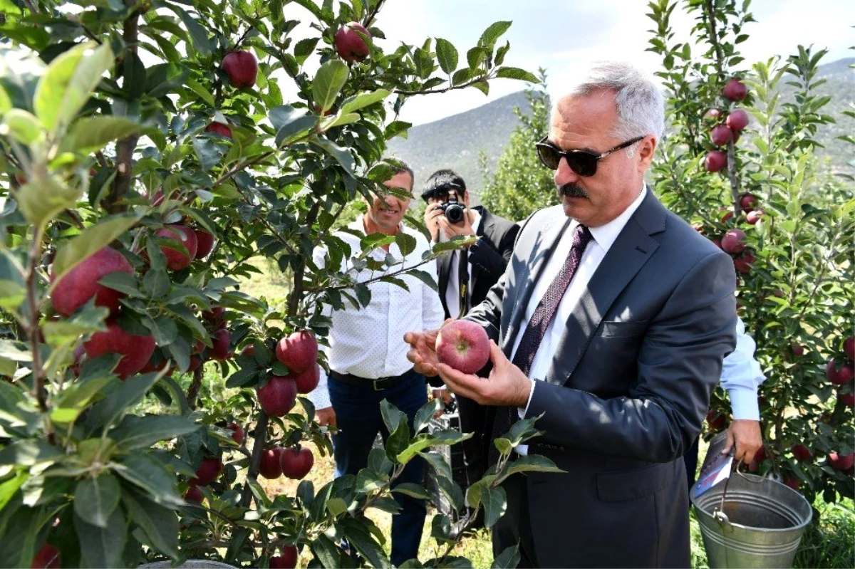 Vali, tekneyle göle açılarak, bahçede elma topladı