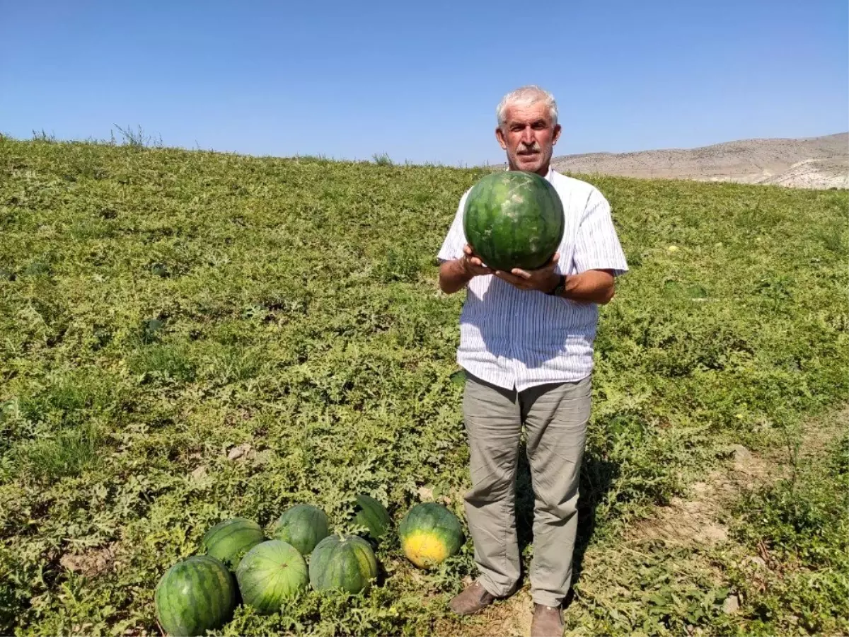 6 ay boyunca bozulmayan karpuz \'Güreş Karpuzu\'