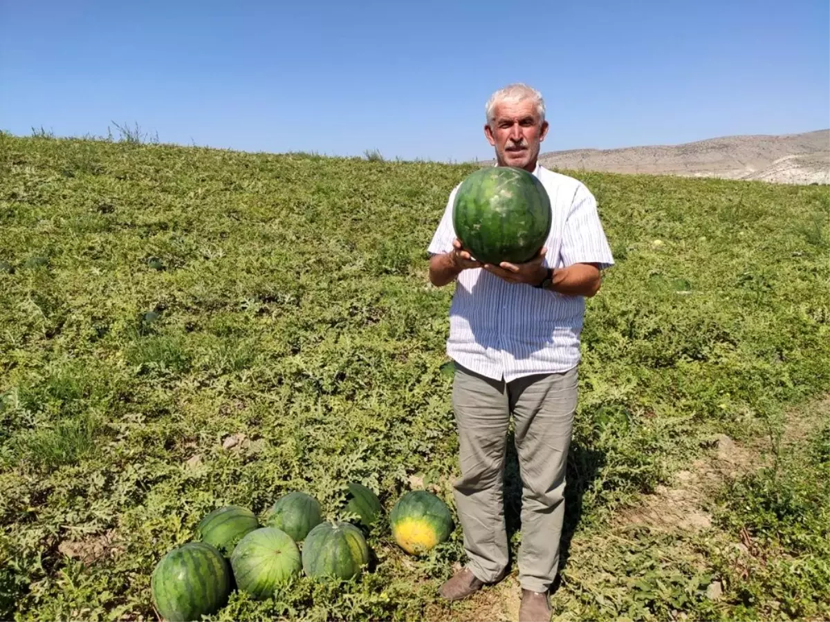 6 ay boyunca bozulmayan karpuz \'Güreş Karpuzu\'