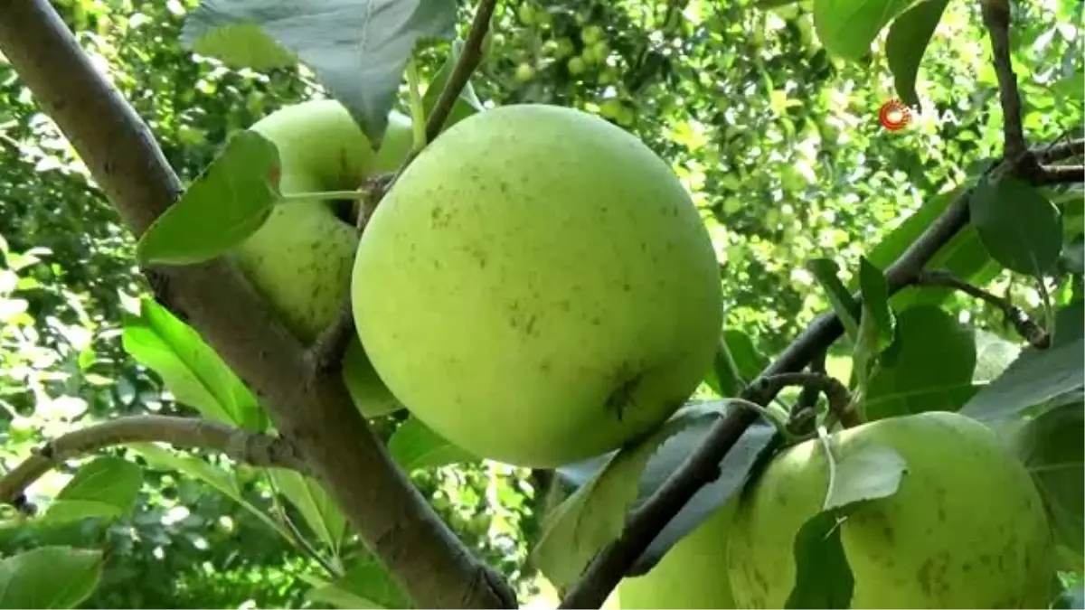 Amasya misket elmasının hasadı başladı