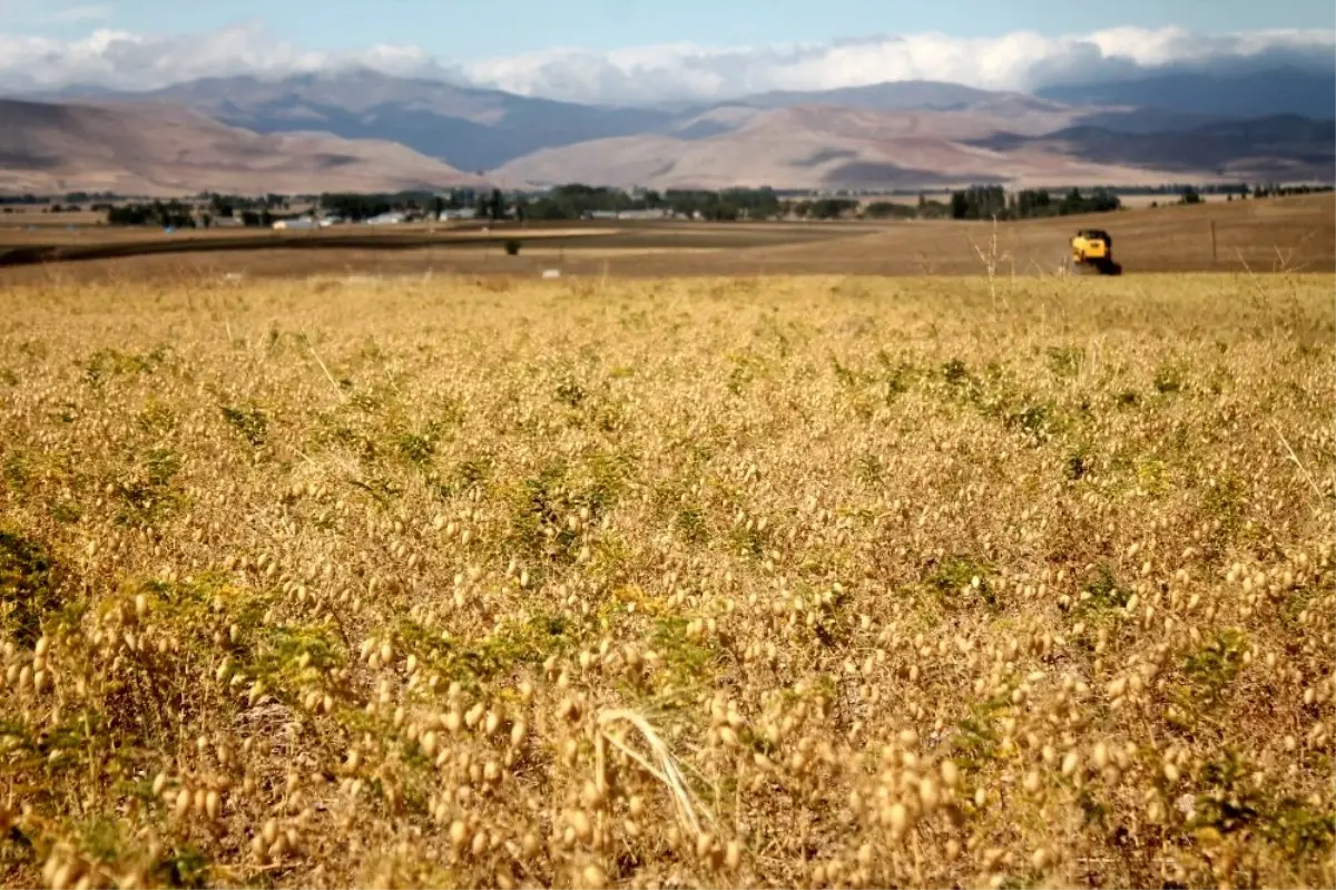 Bakliyat üreticisinin yüzü gülüyor