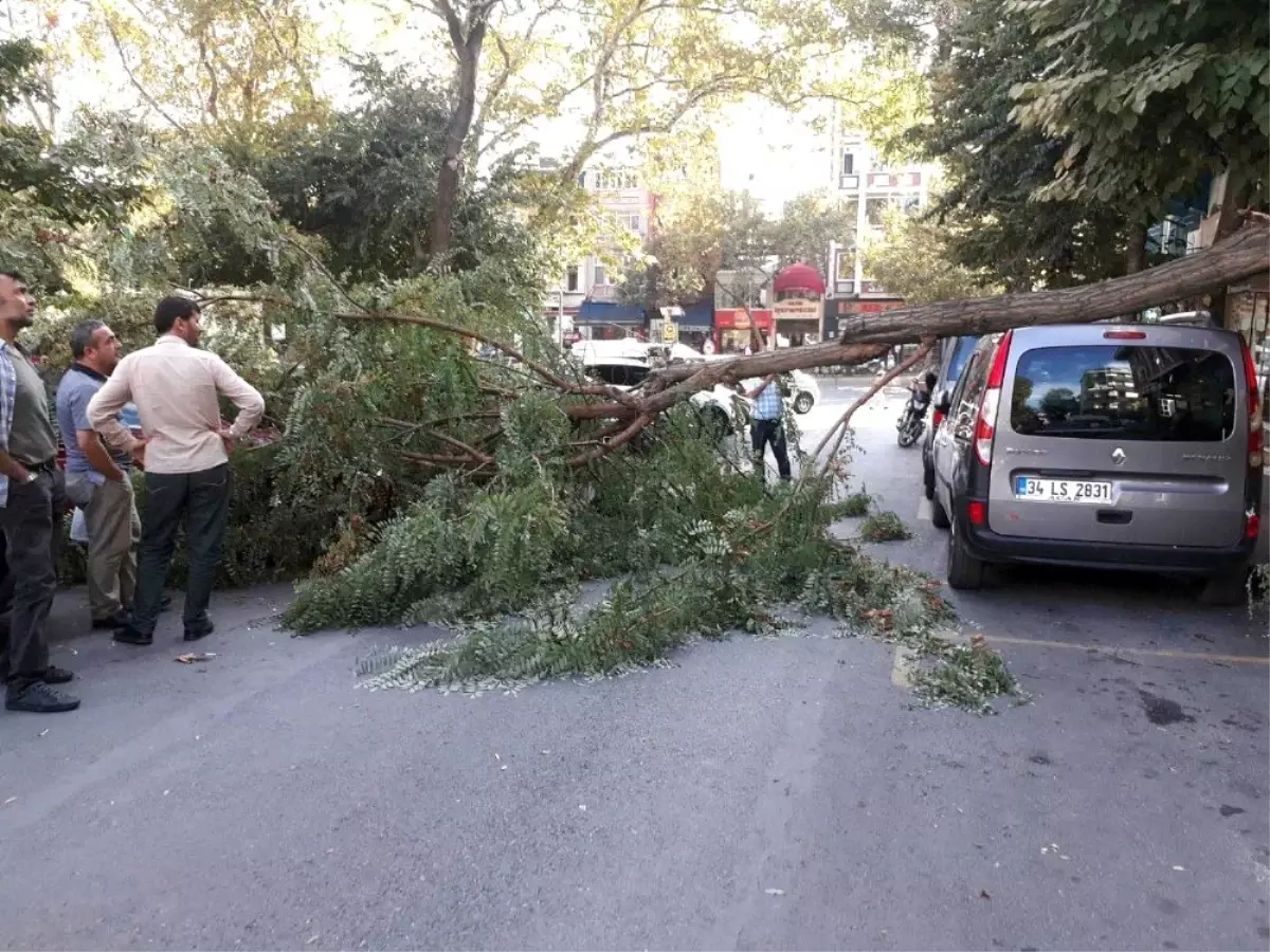 Fatih\'te şiddetli rüzgardan ağaç otomobilin üstüne devrildi