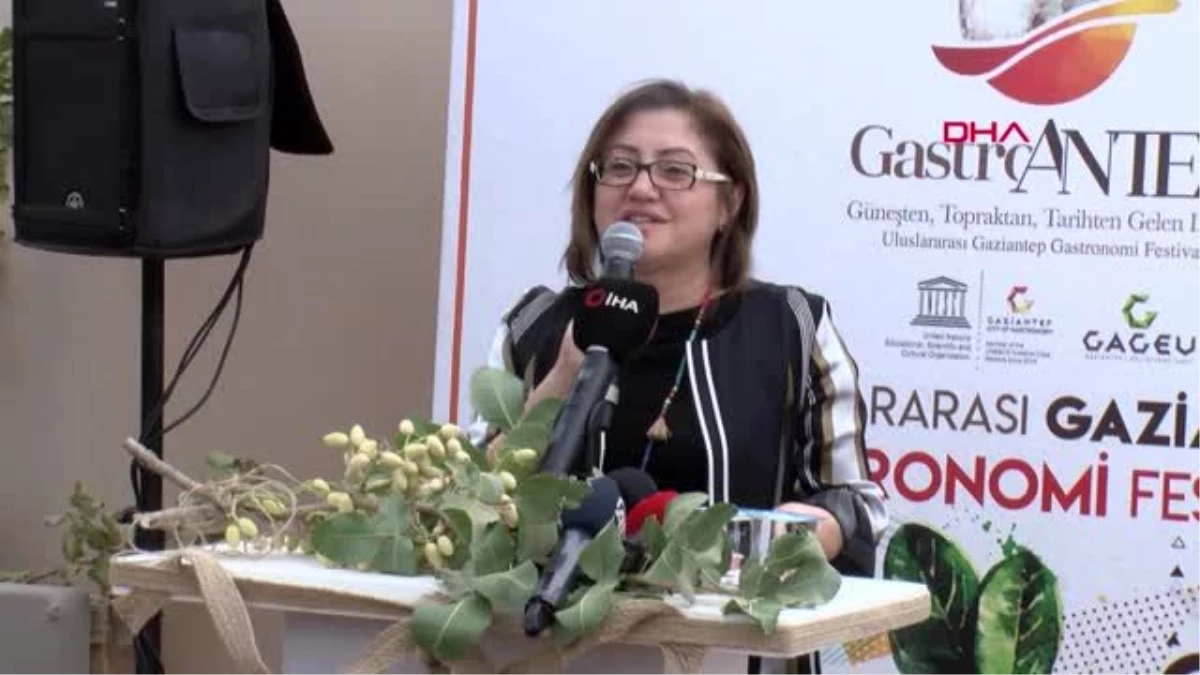 Gaziantep gastroantep festivali kapsamında fıstık hasadı yapıldı