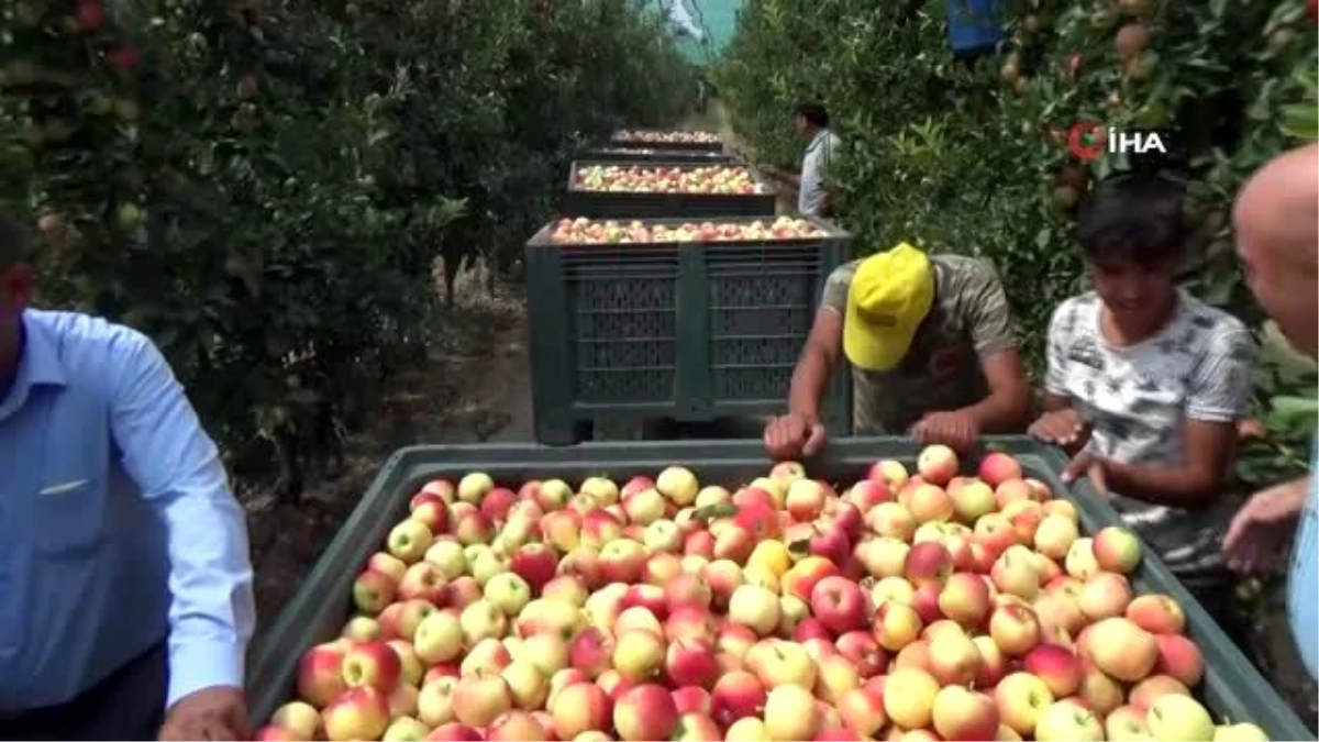 Karaman\'da ıskarta elma alım fiyatları yüz güldürüyor