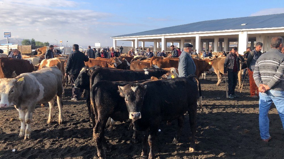 Kars\'ta saman fiyatları hayvan pazarını olumsuz etkiliyor